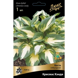 Хоста гибридная Крисмас Кэнди луковица I 83598052 STLM-2011053