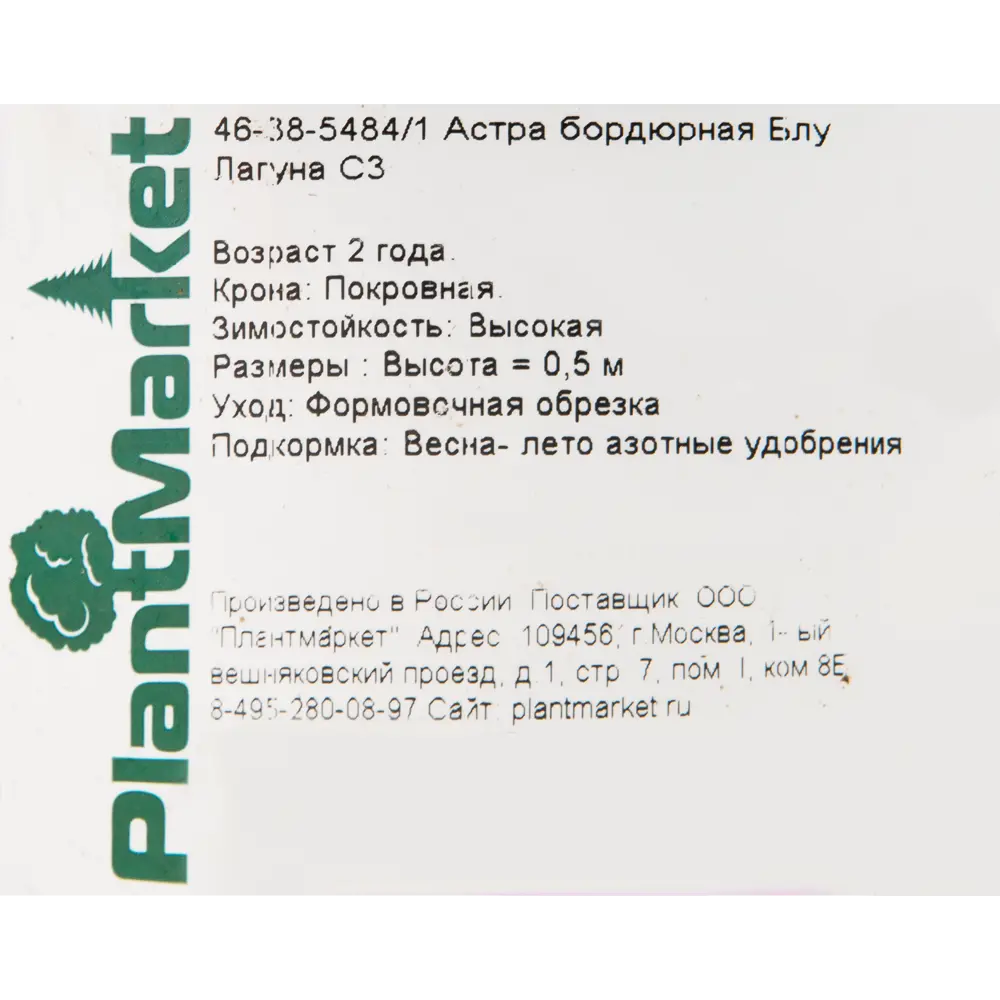 Астра бордюрная «Блу Лагуна» 15x55 см 82625224 STLM-2025062 PLANTMARKET  - Вид №1
