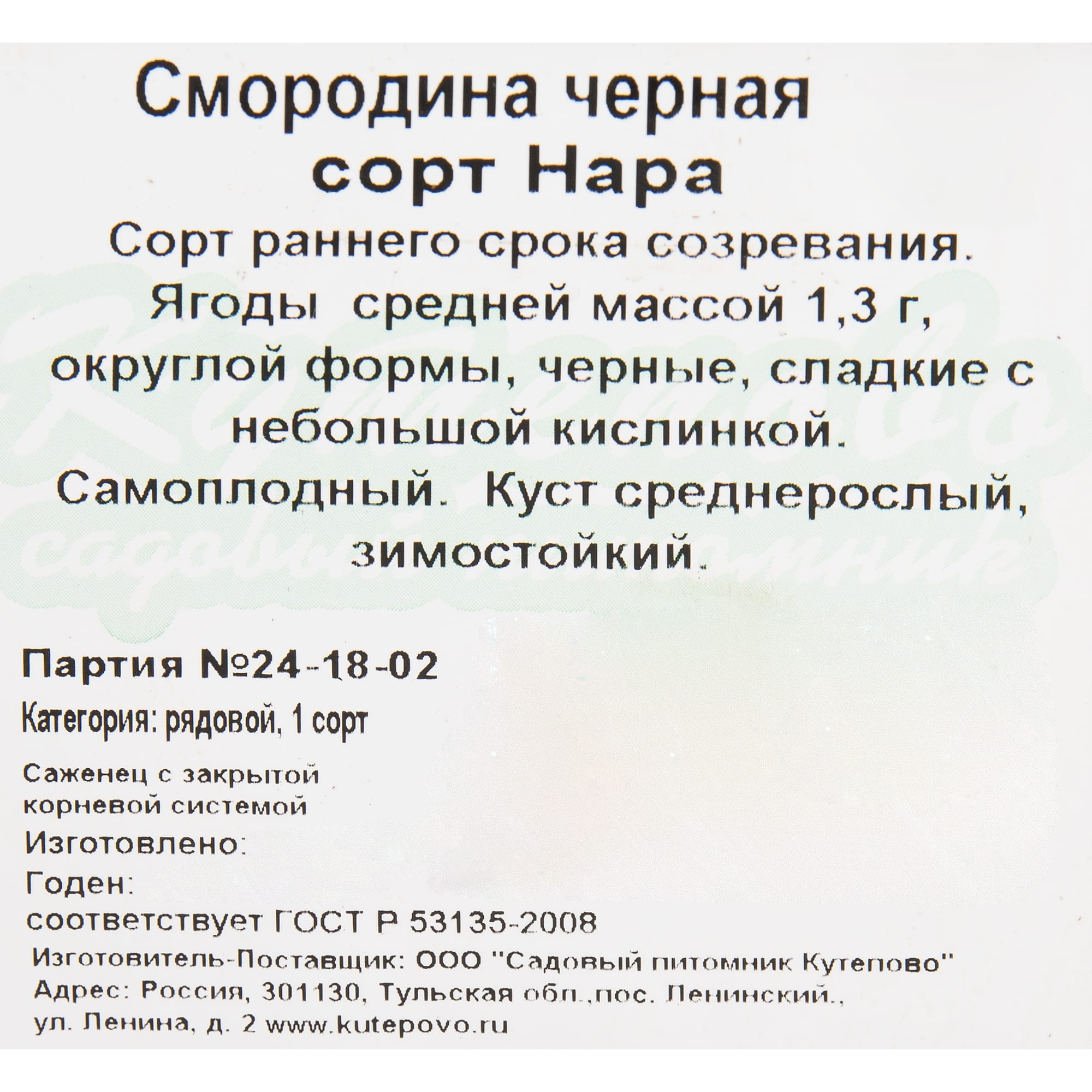 82597116 Смородина чёрная «Нара» C2 высота 40 см Santreyd  - Вид №1