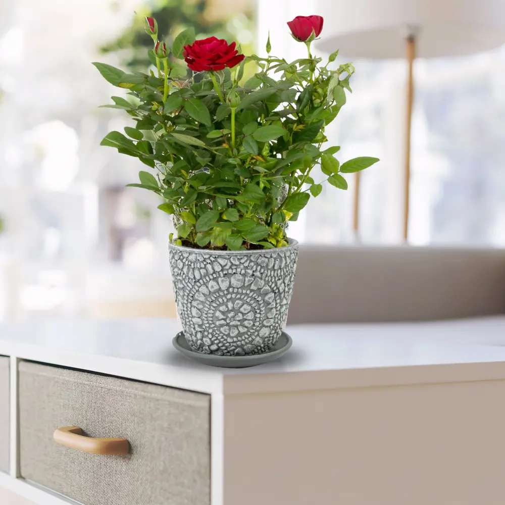 Santreyd Миниатюрная роза микс - комнатное цветущее чудо 14031334 STLM-0950182 - Вид №1