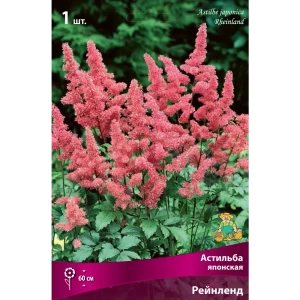 Астильба японская Рейнленд 85205502 STLM-2003667