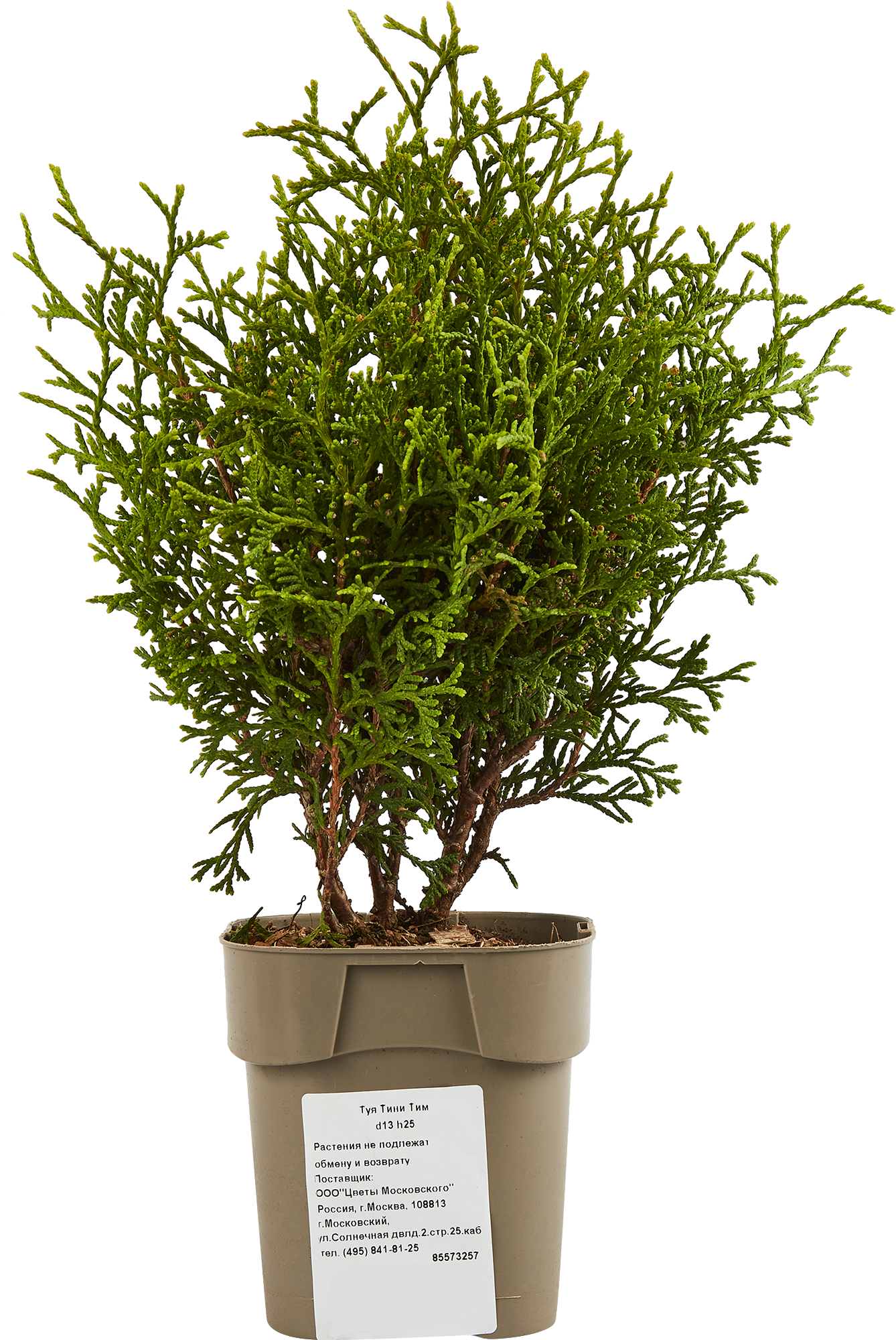 Туя Тини Тим декоративная хвойная для тенистых участков 85573257 Santreyd STLM-0063988 - Вид №1