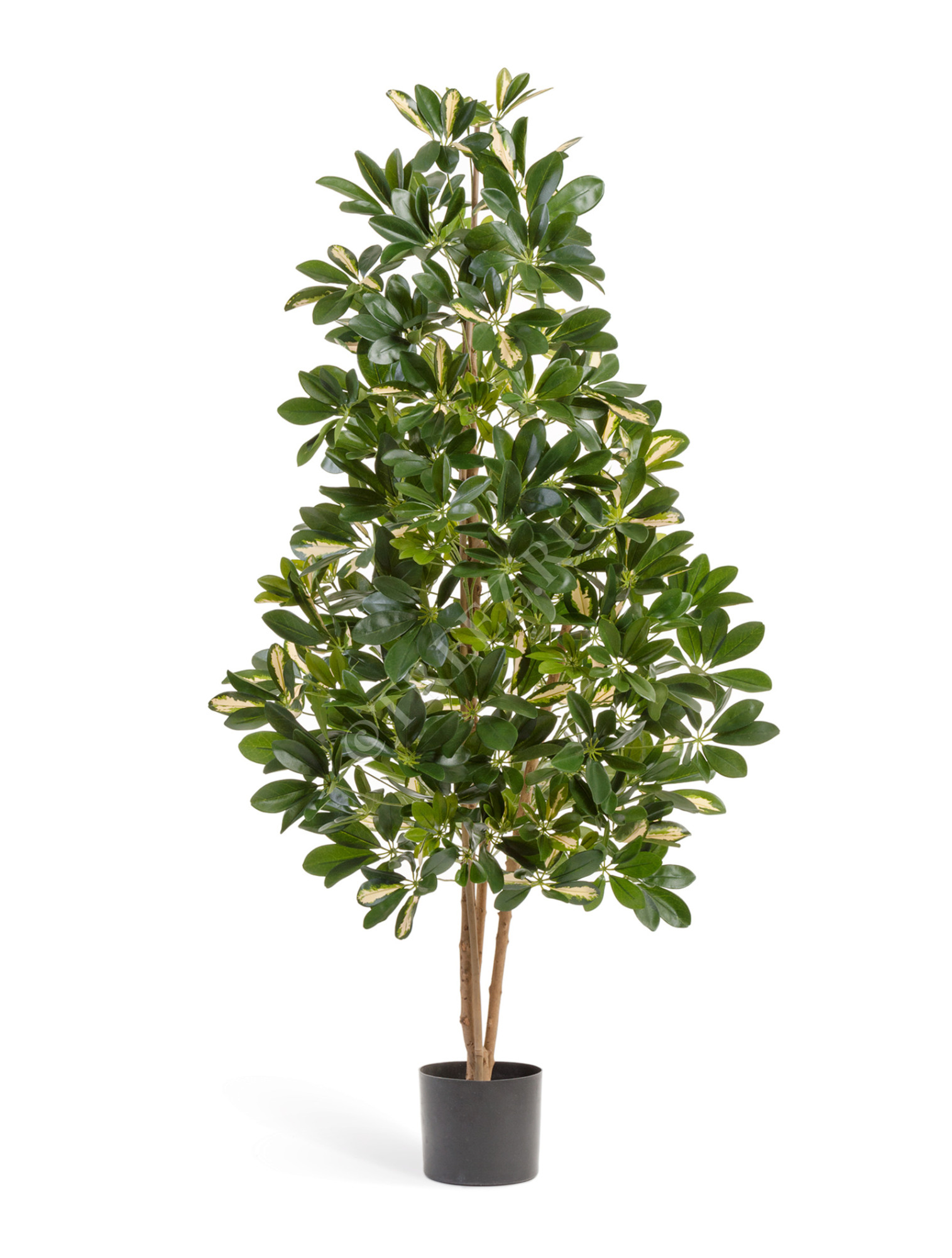 10.38504NW Шеффлера натуральная пёстрая Цветочная коллекция 