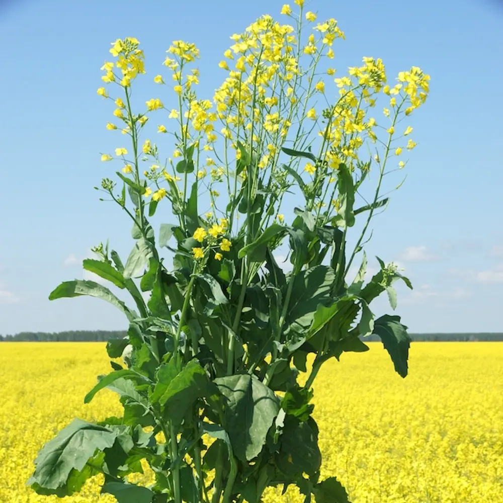 Сидерат Santreyd: Рапс яровой для оздоровления почвы 0.5 кг 82820846 STLM-0036520 - Вид №2