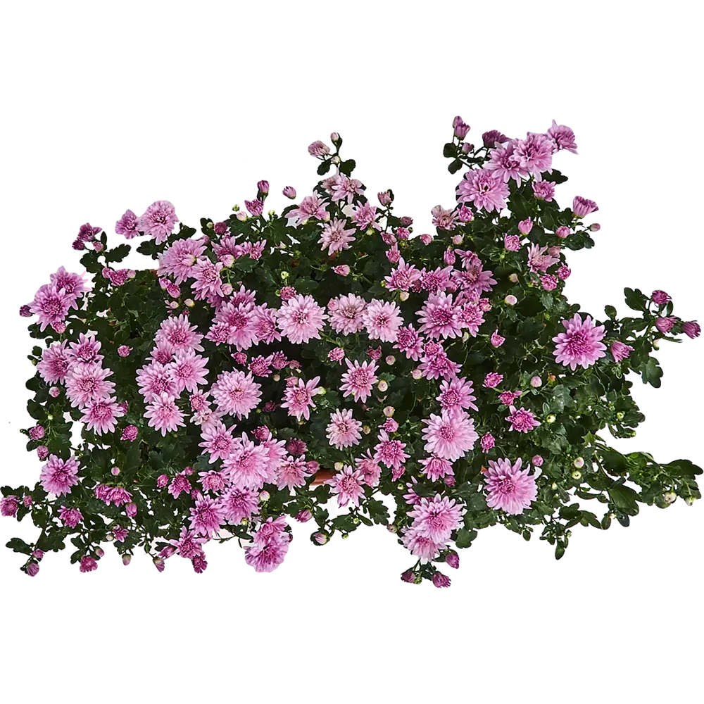 Santreyd Хризантема комнатная в декоративном кашпо 83248132 STLM-1433113 - Вид №1