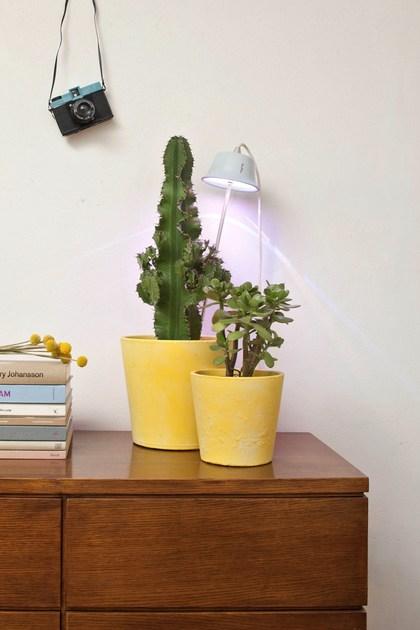 Linea Light Group Подвесной светильник / настольная лампа Chlorophyll sun-id-1445967 - Вид №3