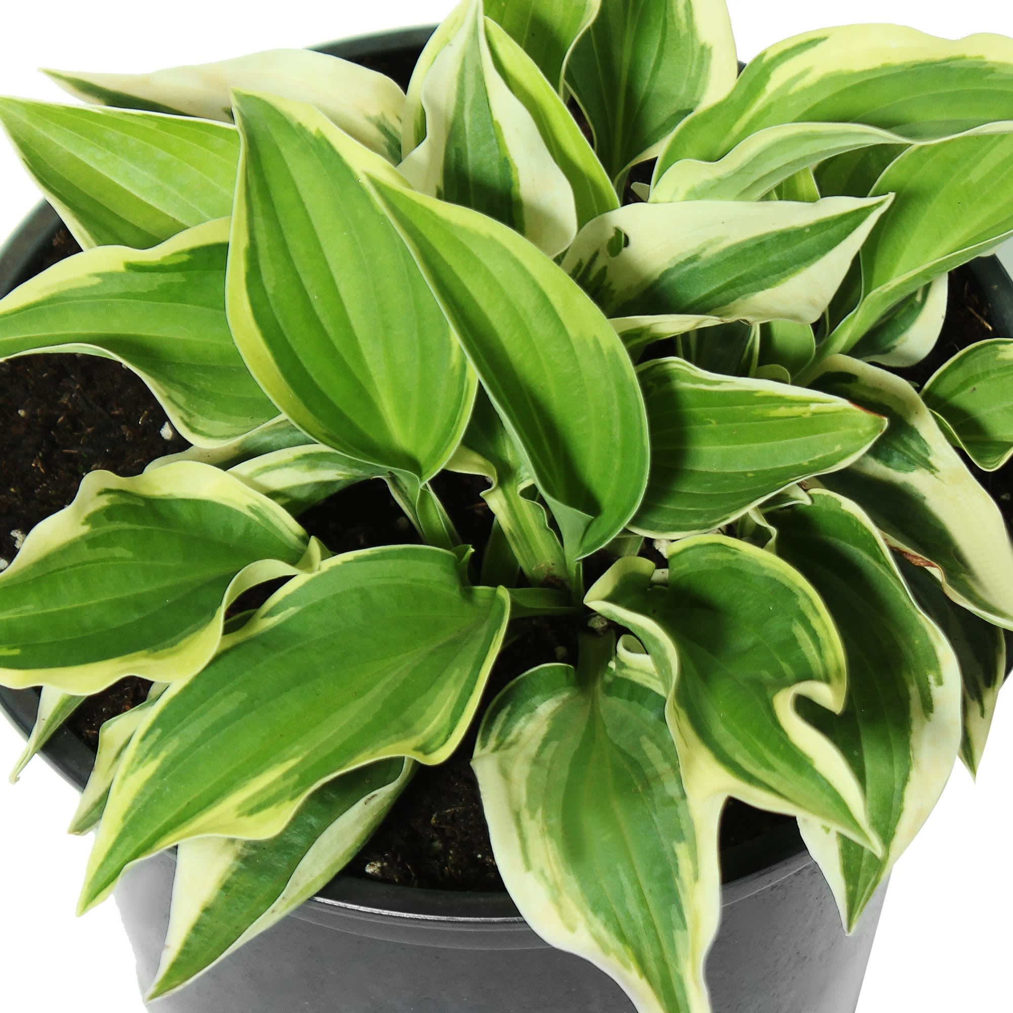 81968604 Хоста гибридная «Вайд Брим», контейнер 1.5-2 л Santreyd  - Вид №1