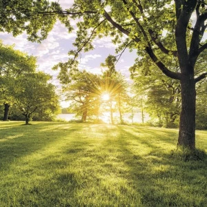 SH054-VD4-Golden-Moment Фотообои Komar Stefan Hefele 2.5х4 м