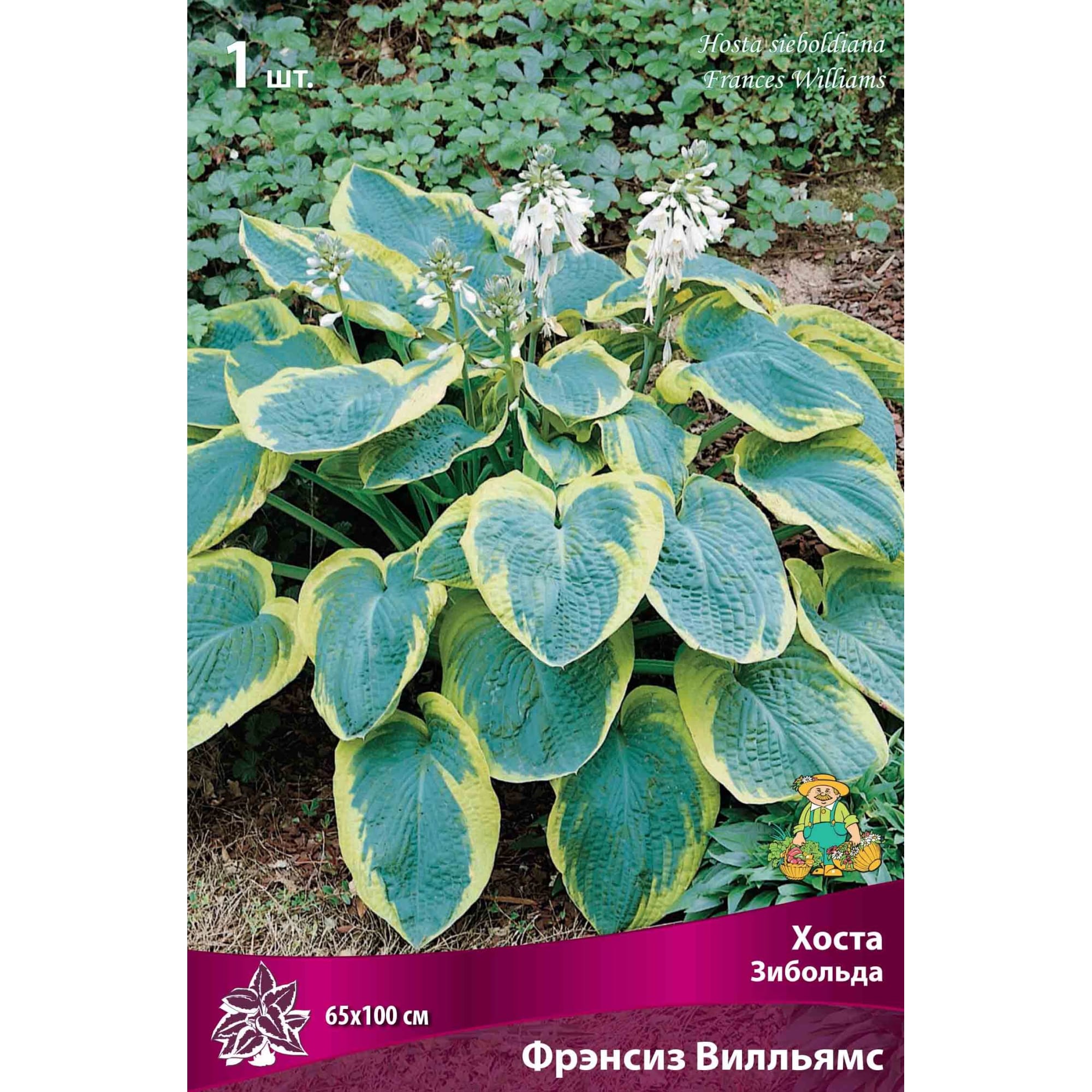 82530278 Хоста Зибольда Фрэнсиз Вилльямс Santreyd 