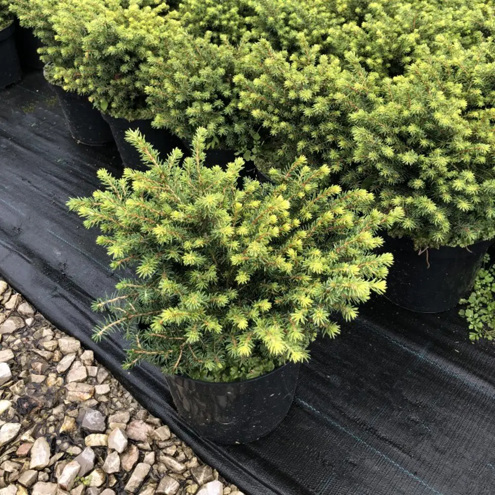 Ель обыкновенная Литл Гем ø15 h40 см 84834199 STLM-2043242 PLANTMARKET 