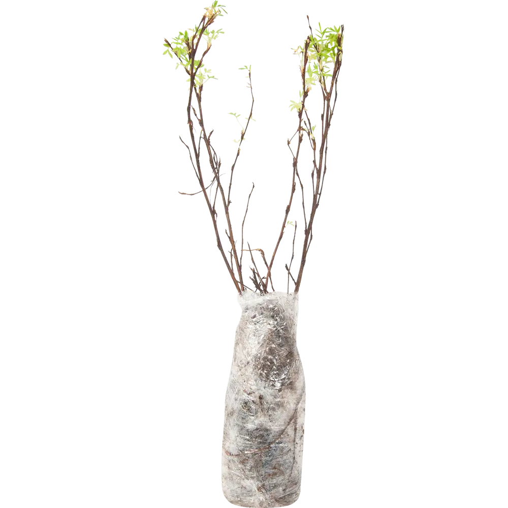 Лапчатка кустарниковый Трифорд Крим в тубе 82539530 STLM-2159198 BLOOMING LIFE  - Вид №1