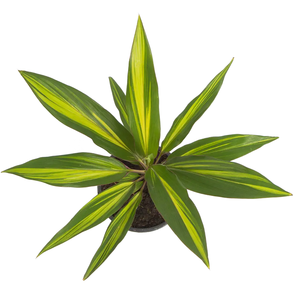 Кордилина Киви 12x35 см 82399627 STLM-2197946 Santreyd  - Вид №1