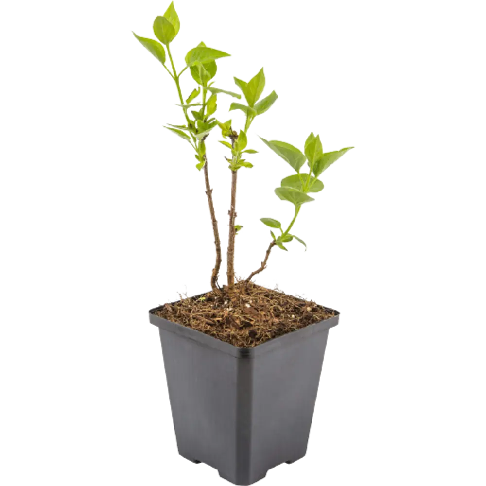 Сирень День Победы ø15 h35 см 84828886 STLM-2067967 PLANTMARKET  - Вид №2