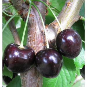 85607960 Вишня Шоколадница ø20 h140 см