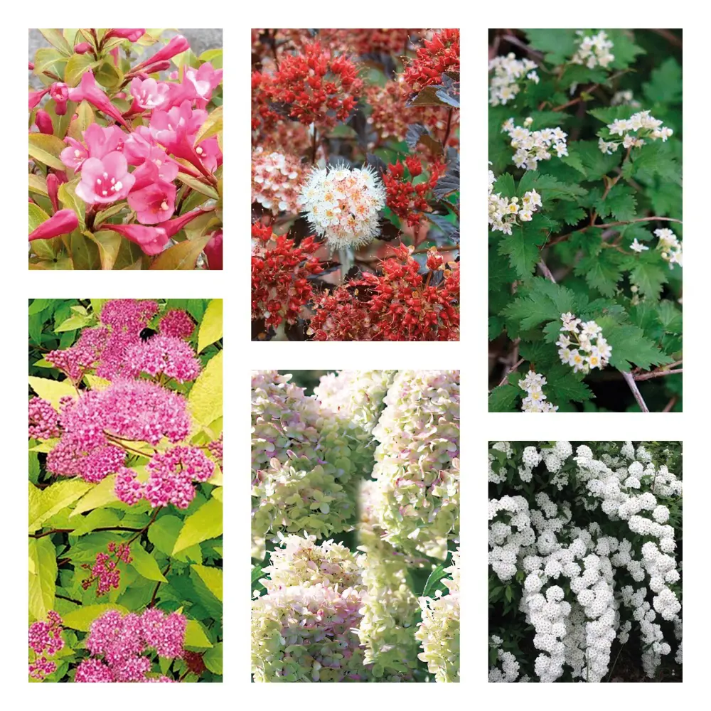 Декоративный кустарник микс многолетний для сада 89416562 Santreyd STLM-1583364