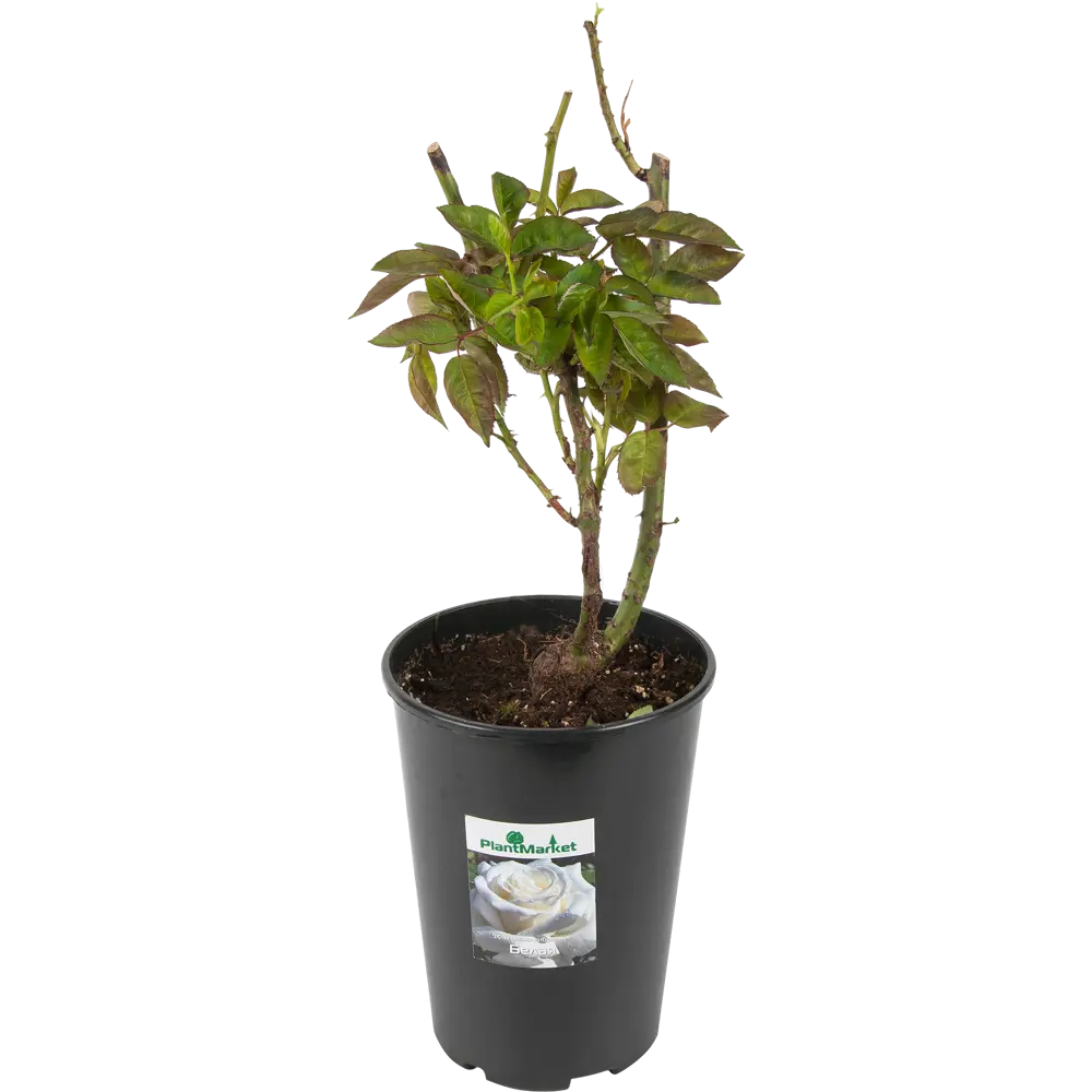 Роза чайно-гибридная белая 15x55 см 82625113 STLM-2011245 PLANTMARKET 