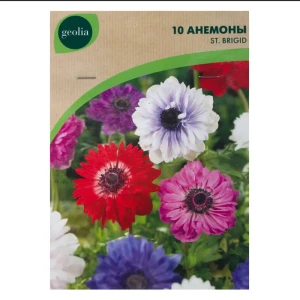 Анемона Geolia «St Brigid», 5х6 см