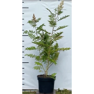 Рябинник рябинолистный Сэм ø28 см h100-120 см 85087628 STLM-2111665