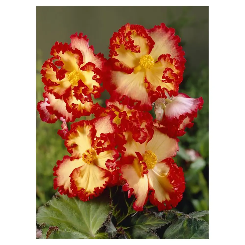 Бегония «marg. Yellow/Red», 4х5 см GEOLIA STLM-2048208