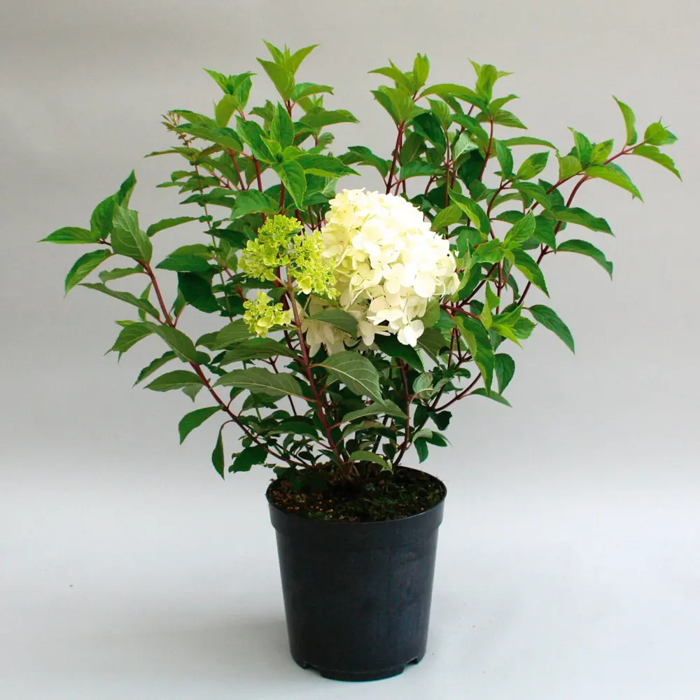 Гортензия метельчатая микс - пышный многолетник для сада 82703596 Santreyd STLM-1580830