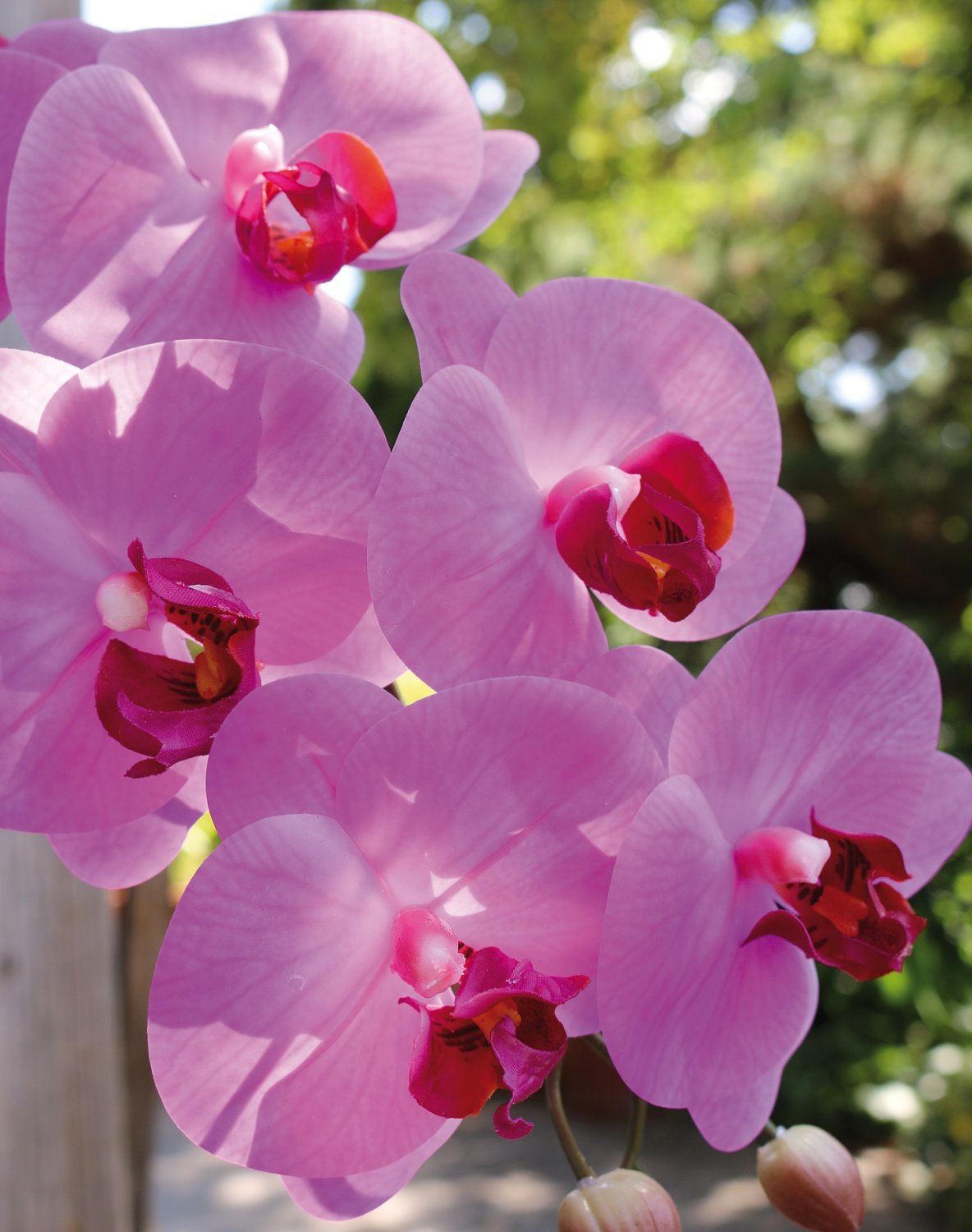 2845 420 a3 Искусственная орхидея Phalaenopsis, 100см, real touch soft, вишня H-andreas  - Вид №4