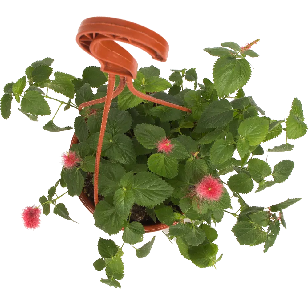 Santreyd Акалифа с красными соцветиями в кашпо 16×25 см 82649974 STLM-0032829 - Вид №1