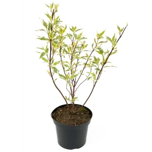 Дерен белый Elegantissima 33-53 см 84841612 STLM-2047975