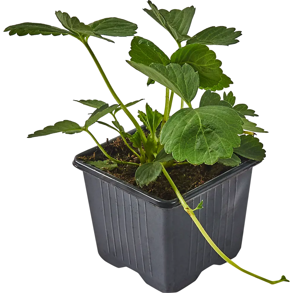 Земляника Эльсанта от Santreyd - сладкий урожай с августа 83597591 STLM-0964696