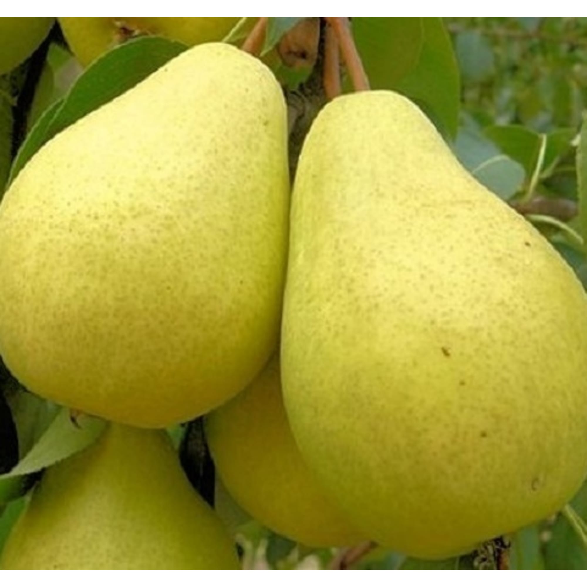 82596985 Груша «Лада» C4 высота 140 см Santreyd  - Вид №2