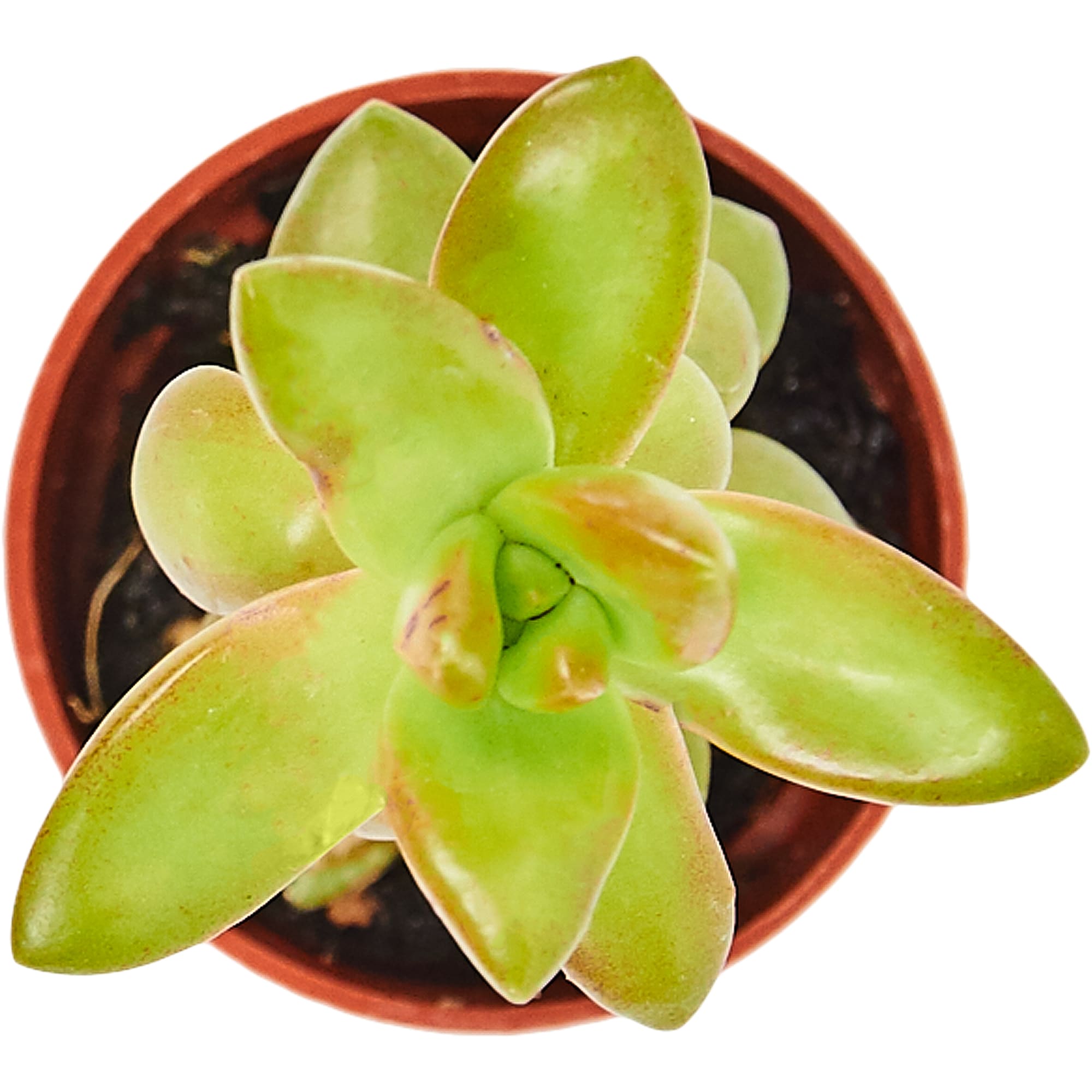 82850439 Суккулент мини 4х10 см Santreyd  - Вид №1