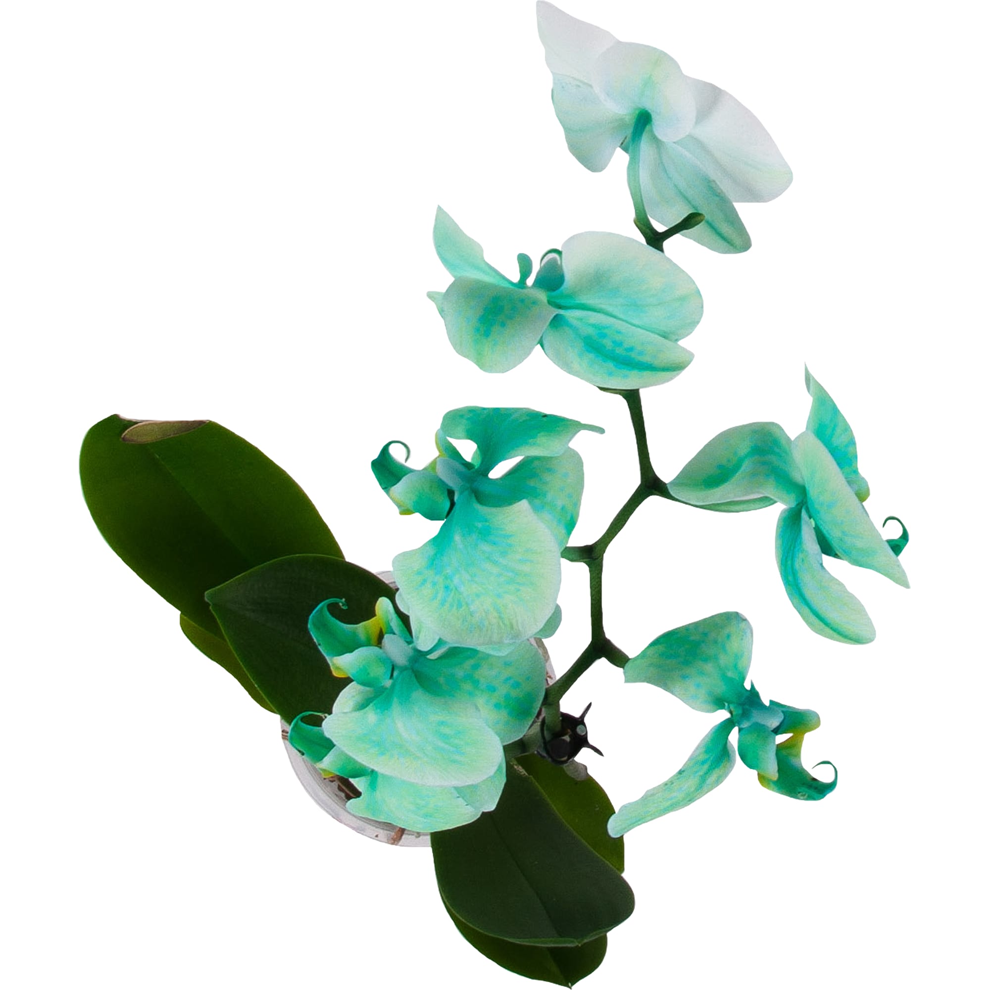 82611595 Орхидея Фаленопсис микс окрашенный 1 стебель ø12 h70 см Santreyd  - Вид №1