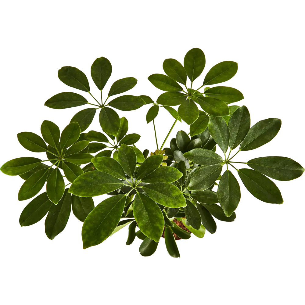 Santreyd Шеффлера Голд Капелла — Звездный лист с золотистыми узорами 89352946 STLM-1393580 - Вид №2