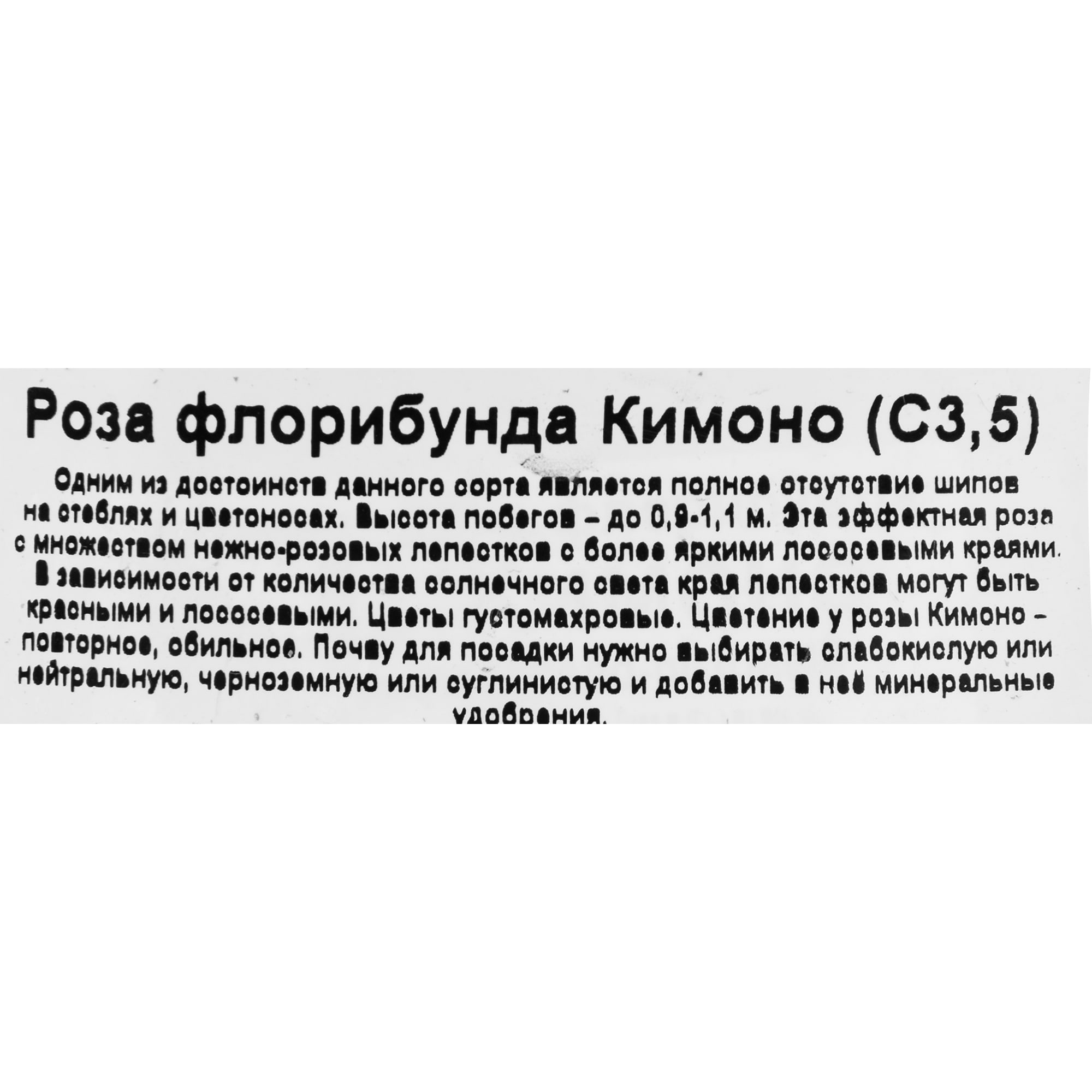 18475004 Роза флорибунда «Кимоно», 3.5 л Santreyd  - Вид №2