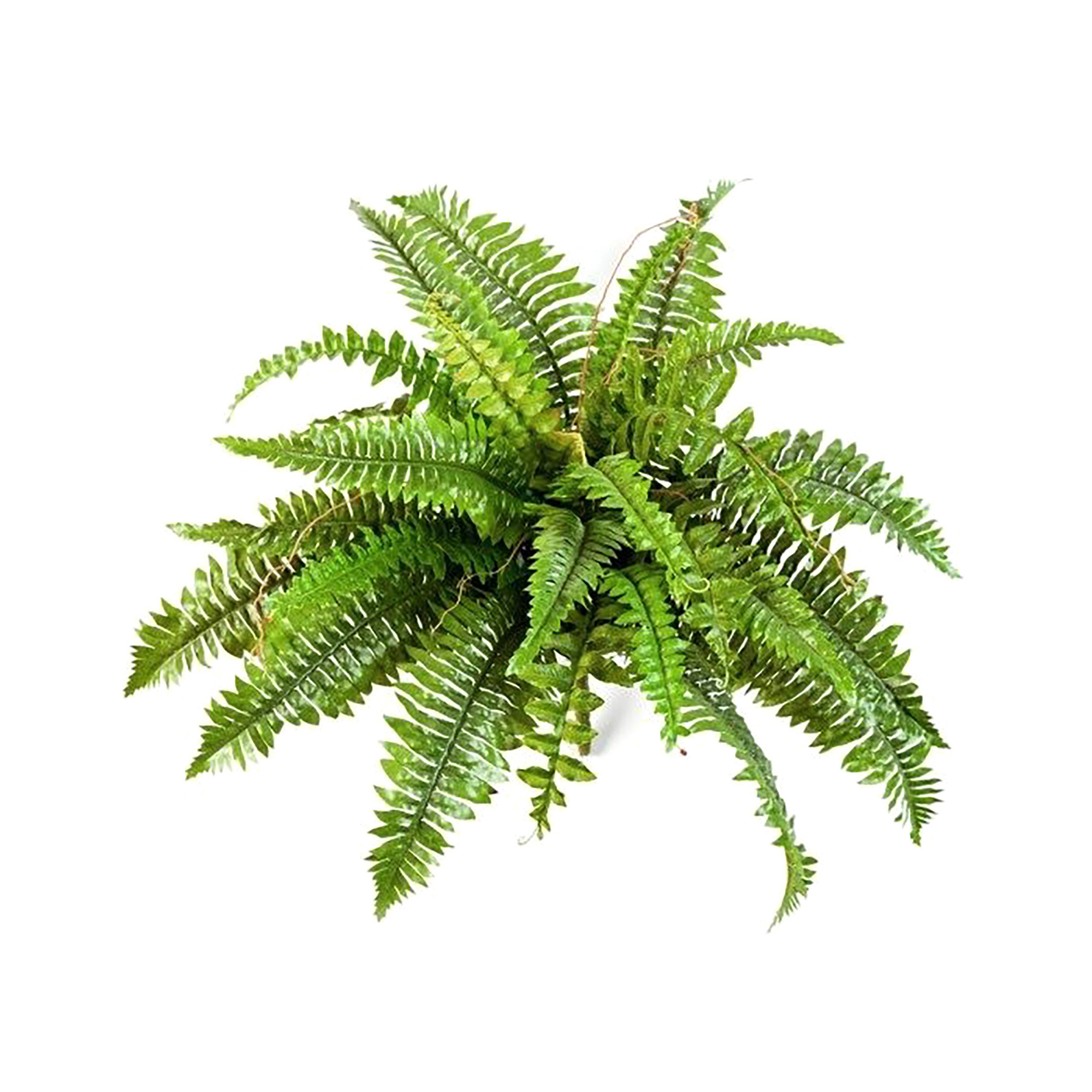 2000983229427 Папоротник Бостон 37 см COSMO RED 