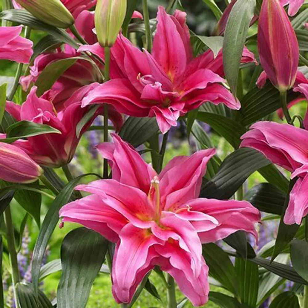 Лилия восточная махровая Твайфорд 3 шт. 83628518 STLM-2112553 BLOOMING LIFE 