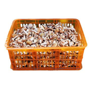 Опята в ящике ~3,5 кг Santreyd 26147 - Вид №1