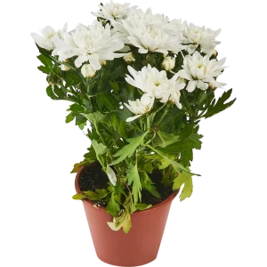 Хризантема микс ø14 h30 см 85324991 STLM-2145102