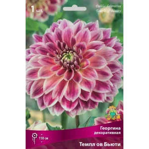Георгина декоративная Темпл Ов Бьюти луковица I 83593829 STLM-2165106