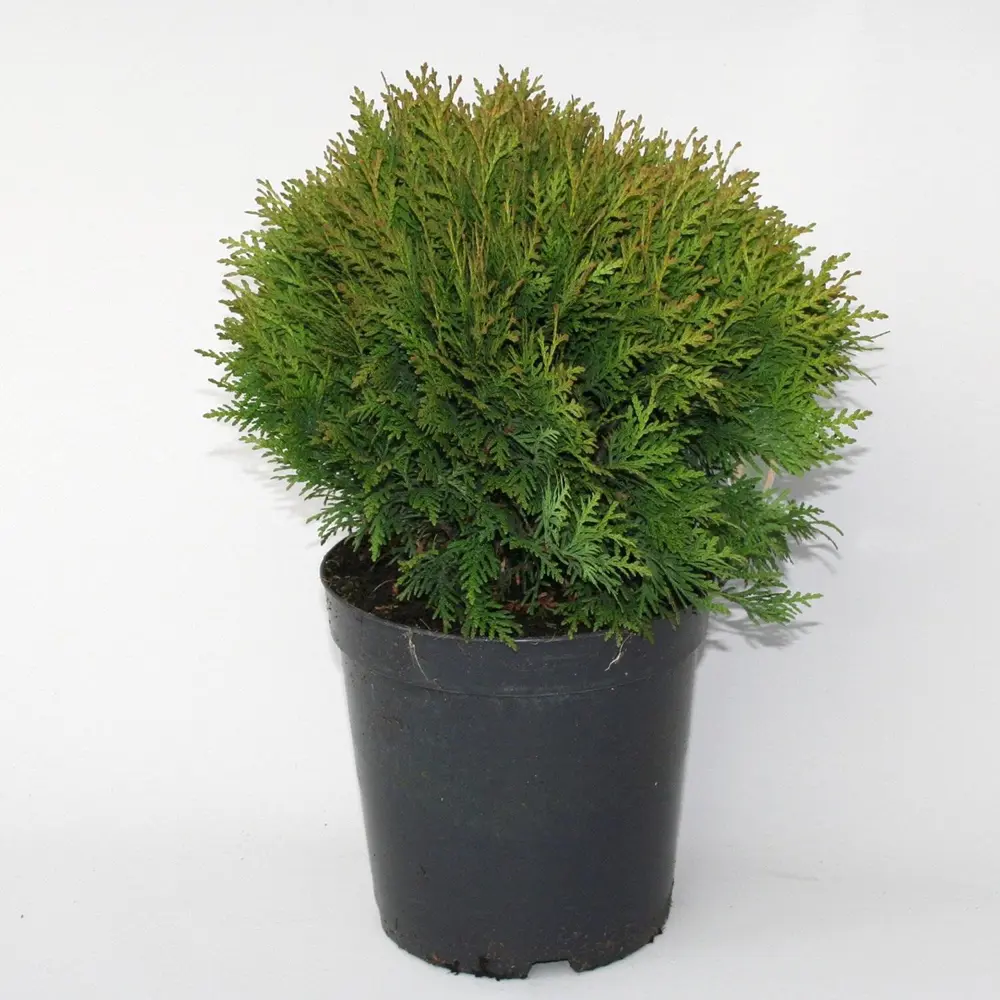 Туя западная Даника ø40 h30-40 см 84832923 STLM-2146814 PLANTMARKET 