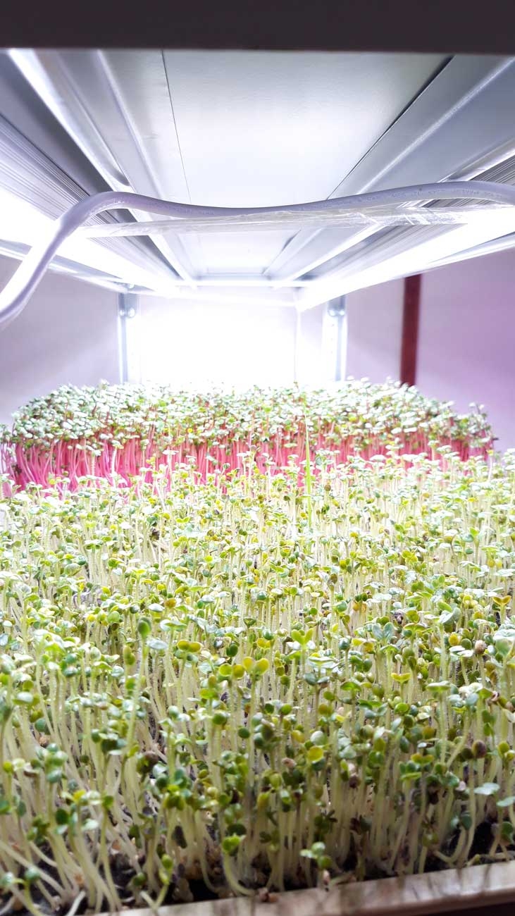 1034 Фитолампа для растений линейная VA-3 90 см Биколор комфорт 5000+660 LAB.Space  - Вид №6