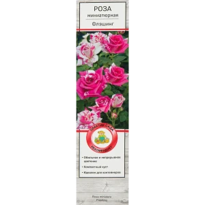 Роза миниатюрная Флэшинг 82527382 STLM-2198493