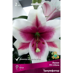 Лилия ЛА-гибрид «Триумфатор», высота 50 см, 1 шт. 82000202 STLM-2090006