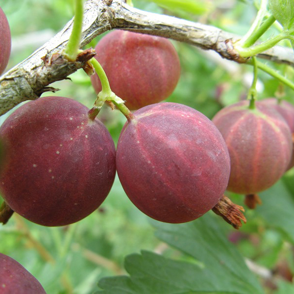 Крыжовник «Смена» 2-летний саженец в контейнере С25 18687373 Santreyd STLM-0012028 - Вид №1