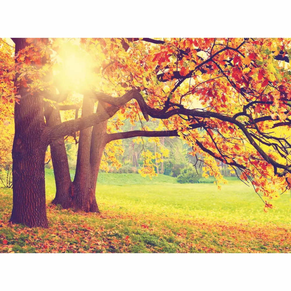 Фотообои бумажные «Осень» 280х200 cм Симфония STLM-2091861