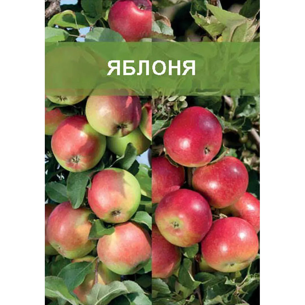 Яблоня двухъярусное дерево 2 прививки ø20 h180 см 85670475 STLM-2018910 Santreyd 