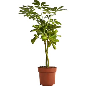 Santreyd Шеффлера Голд Капелла — Звездный лист с золотистыми узорами 89352946