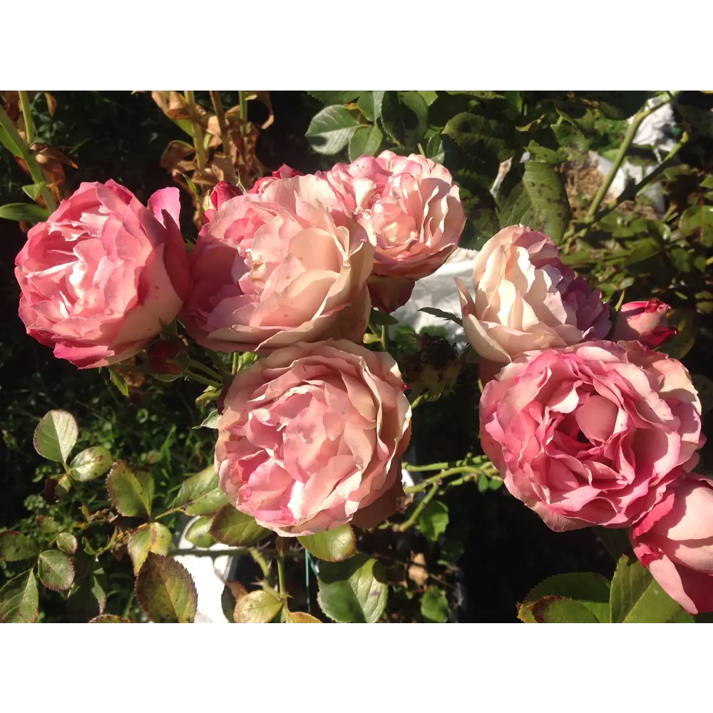Роза Флорибунда Акрополис ø19 h55 см 84827499 STLM-2171585 PLANTMARKET 