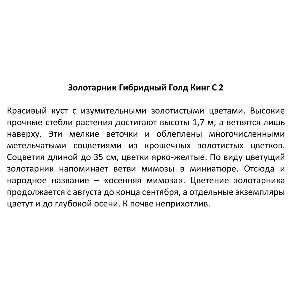 Золотарник гибридный Голд Кинг ø17 h30 см 85324906 STLM-2138750 Santreyd  - Вид №5