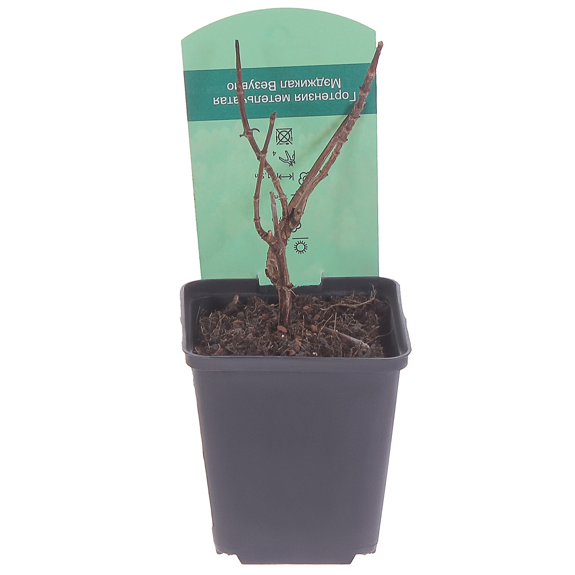 81959183 Гортензия метельчатая «Меджикал Везувий» Р9 Santreyd  - Вид №1