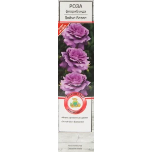 Розы флорибунда «Дойче Велле» 18348398 STLM-2138466